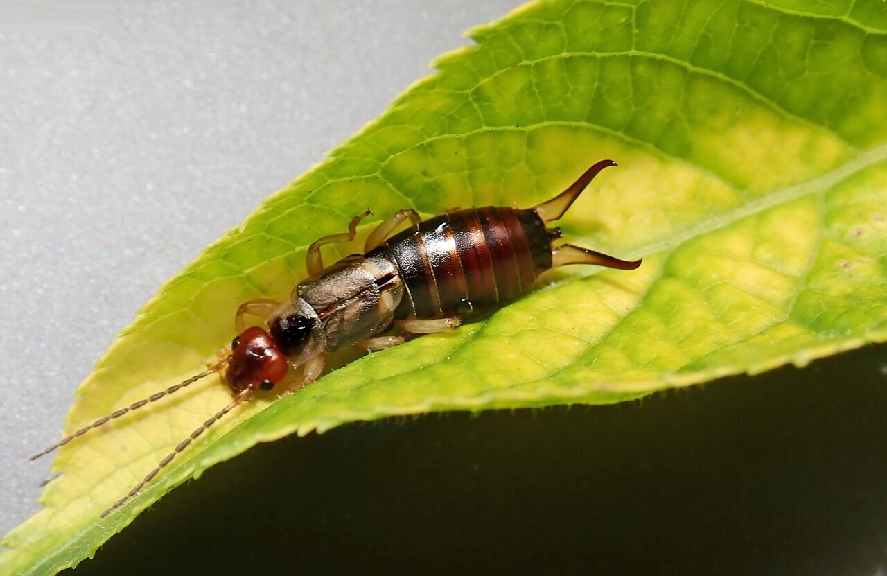 What's causing the abundance of earwigs in Madison?